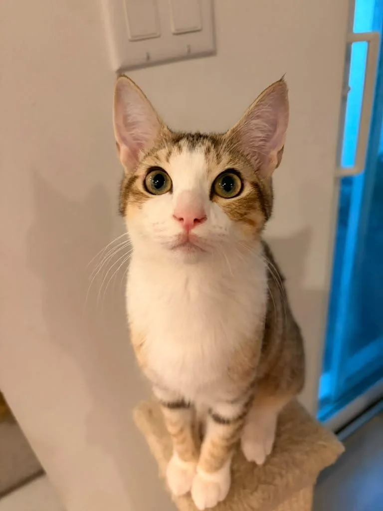 A baby medium-sized female Tabby (Buff / Tan / Fawn) Domestic Short Hair cat named Pixie for adoption in Sunrise, FL