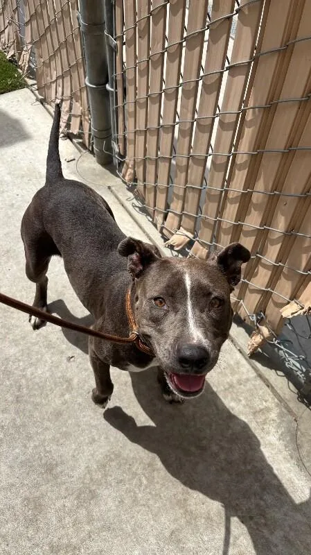An adult medium-sized female Gray / Blue / Silver Pit Bull Terrier dog named Lanie for adoption in Van Nuys, CA