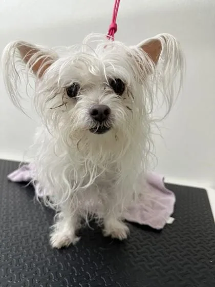 An adult small-sized female Maltese dog named Puff for adoption in Phoenix, AZ