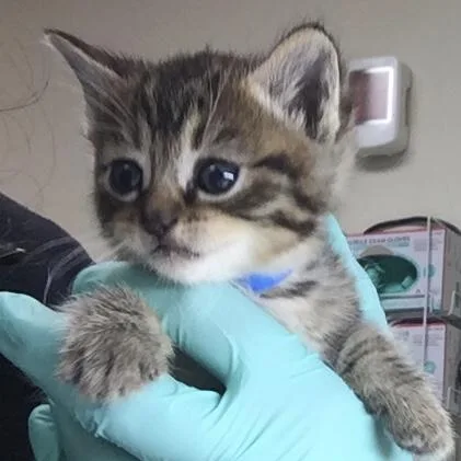 A young small-sized male Domestic Short Hair cat named Babe for adoption in Riverside, CA