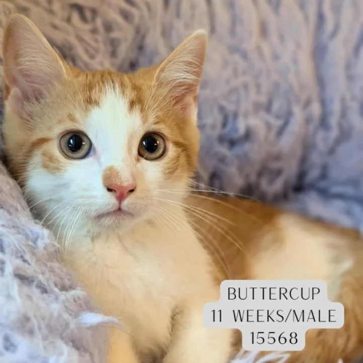 A young medium-sized male Orange / Red Domestic Short Hair cat named Buttercup for adoption in Supply, NC