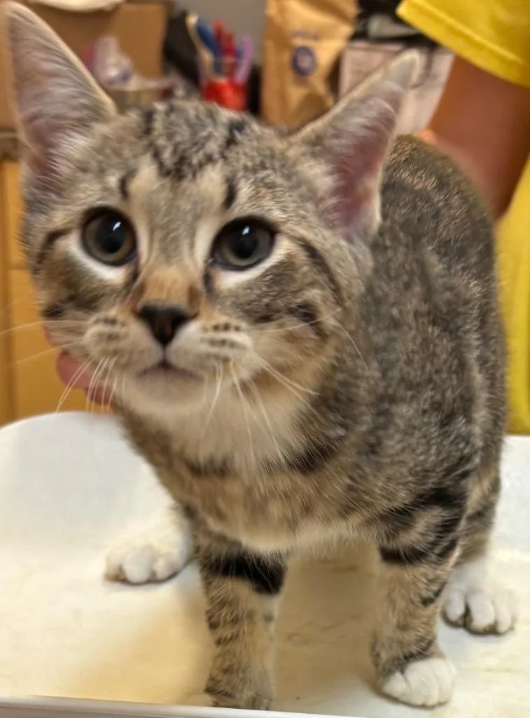 A baby small-sized female Domestic Short Hair cat named Clover for adoption in Elizabethton, TN