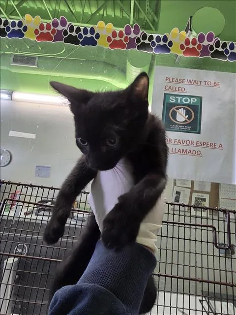 A baby small-sized male Domestic Short Hair cat named Sweety Pie for adoption in Los Angeles, CA