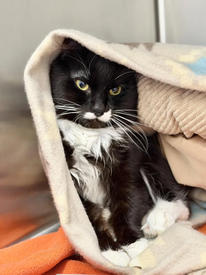 An adult medium-sized male Black & White / Tuxedo Domestic Medium Hair cat named Whisper for adoption in West Cornwall, CT