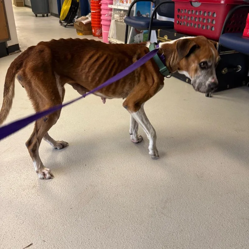 A senior medium-sized female Boxer dog named Carmela for adoption in Lake Jackson, TX