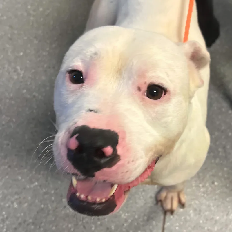 An adult medium-sized male White / Cream Pit Bull Terrier dog named Eli for adoption in Watertown, NY