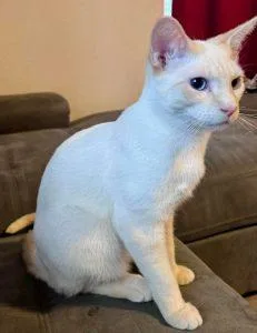 A baby medium-sized male Cream / Ivory Domestic Short Hair cat named Spike for adoption in Anchorage, AK
