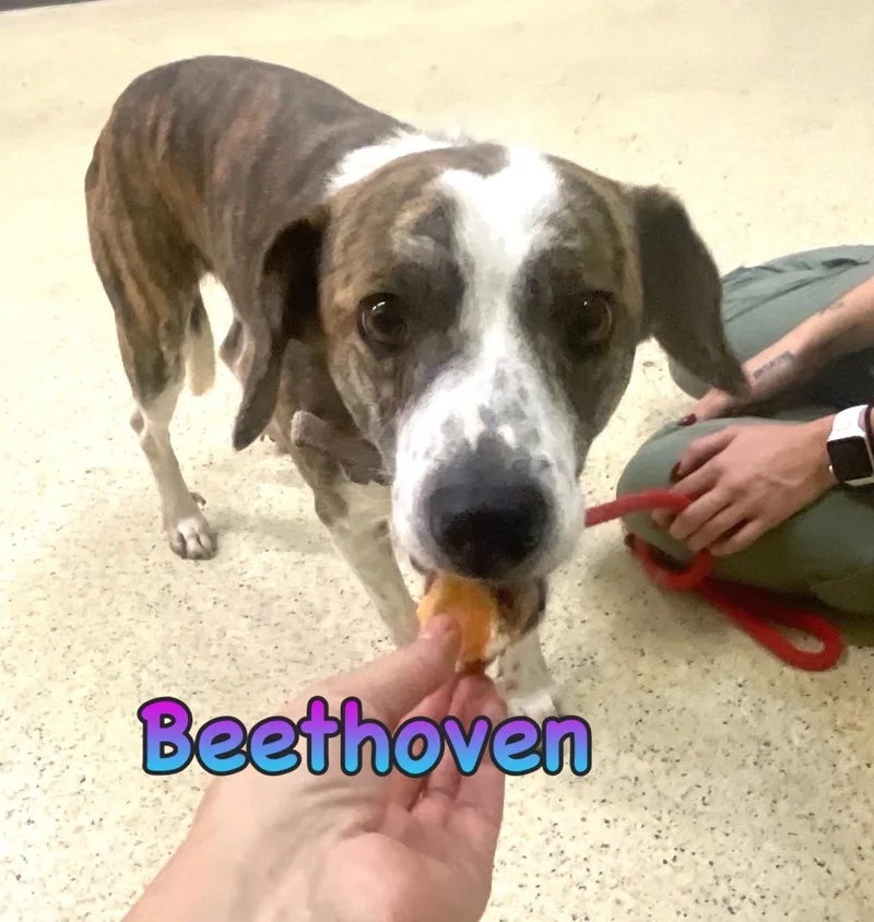 A young medium-sized male Mountain Cur dog named Beethoven for adoption in Muncie, IN