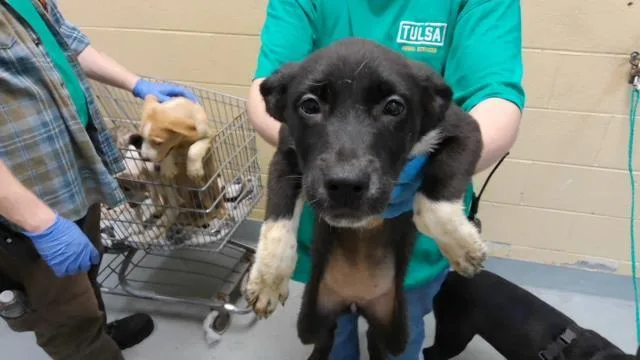 A baby small-sized female Labrador Retriever dog named Tuna for adoption in Tulsa, OK
