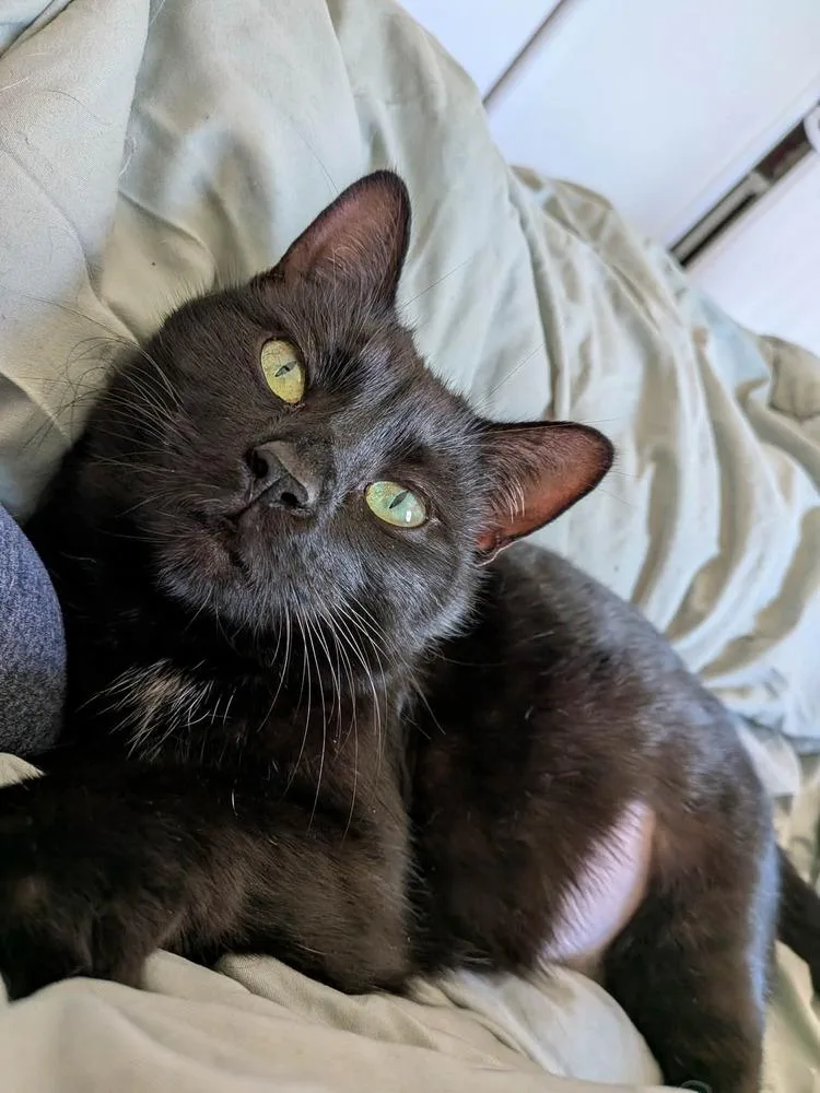 Muffy Mc thumbnail 3