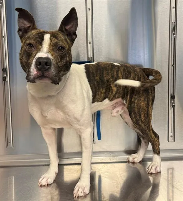 A young medium-sized male Pit Bull Terrier dog named Griffin for adoption in Minneapolis, MN