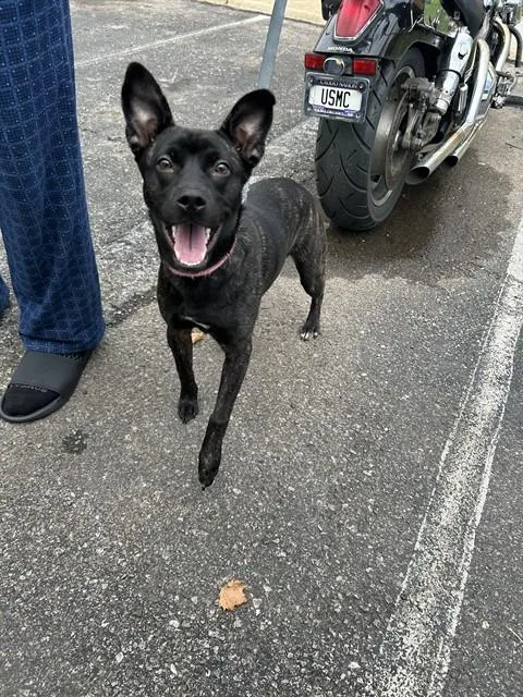 An adult small-sized female Schipperke dog named Friskee for adoption in Oklahoma City, OK