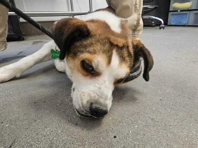 A young medium-sized female Beagle dog named Firefly for adoption in Tucson, AZ