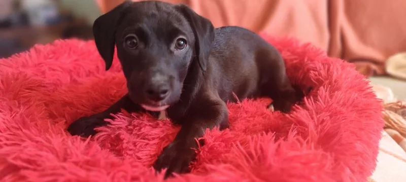 A baby medium-sized female Labrador Retriever dog named Chewbarka for adoption in Phoenix, AZ