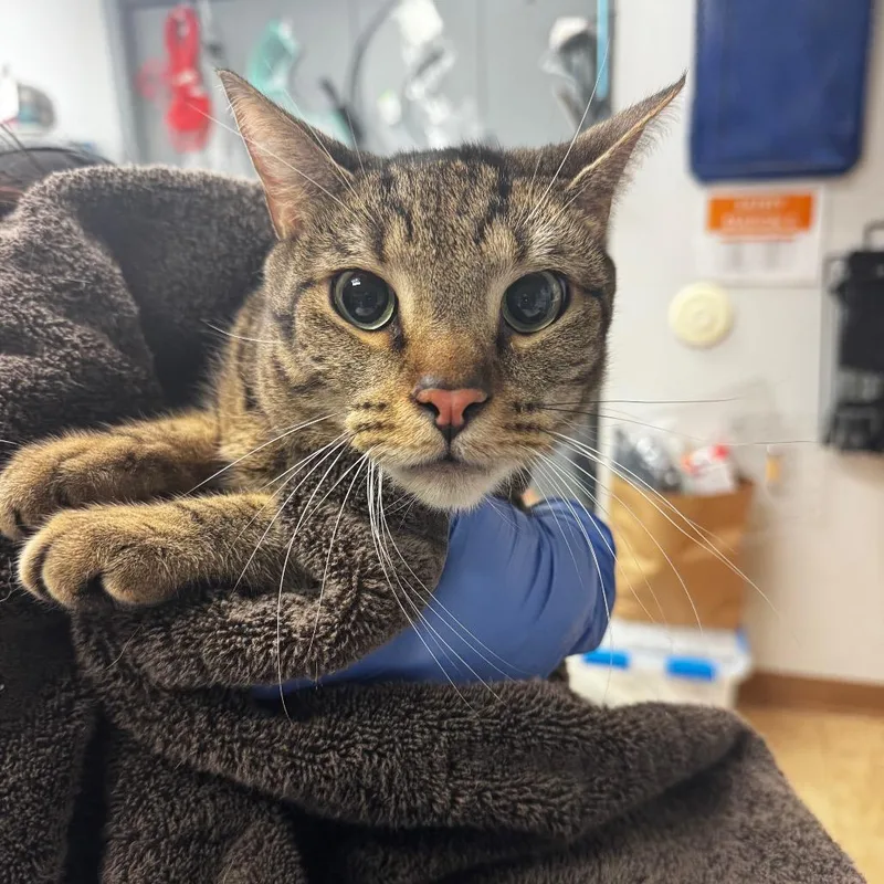 An adult medium-sized male Brown / Chocolate Domestic Short Hair cat named Deedee for adoption in Birdsboro, PA