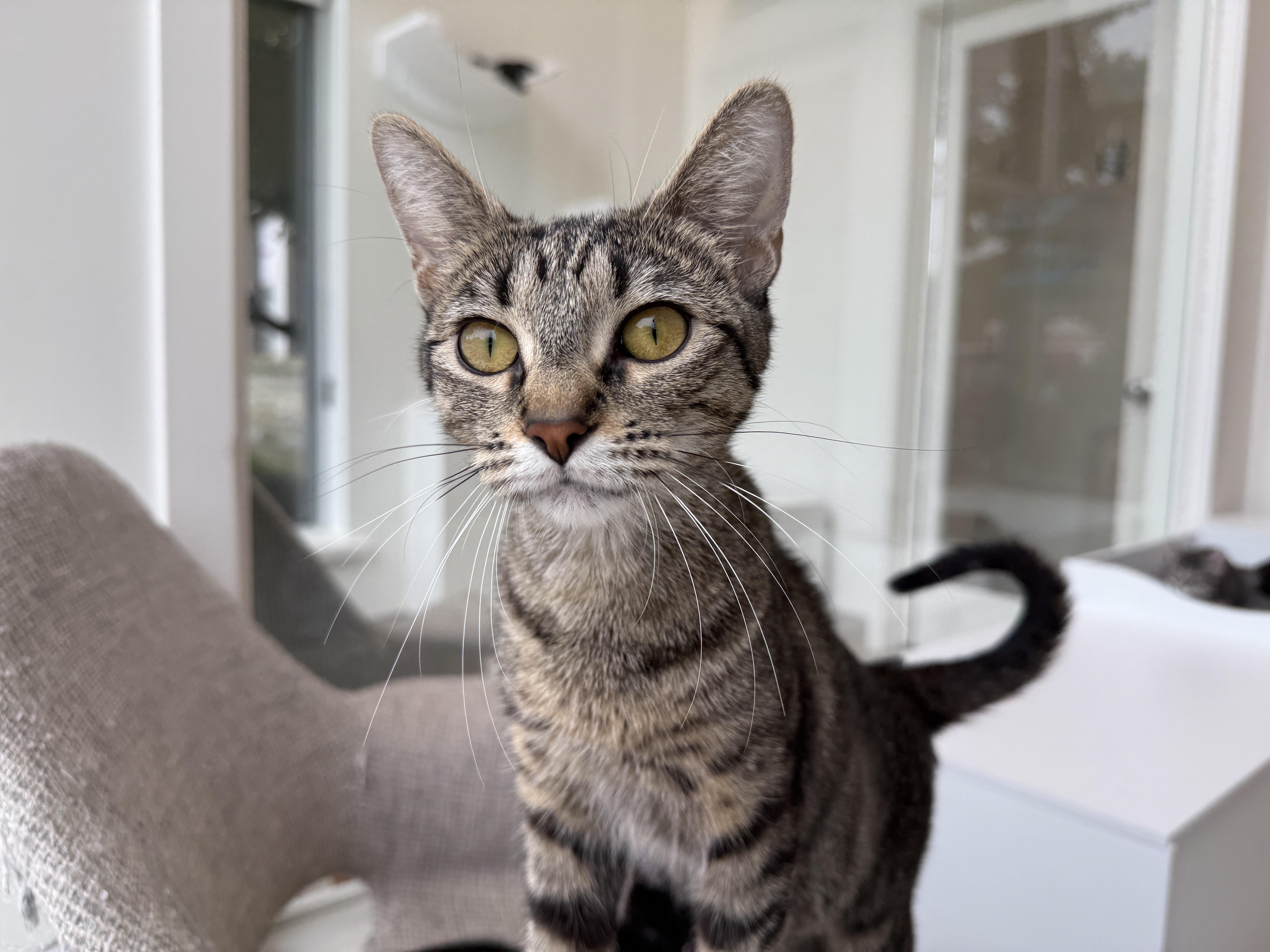 A young medium-sized female Tabby cat named Mimi for adoption in Evanston, IL