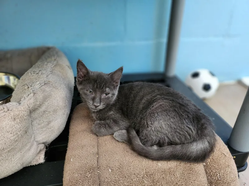 A young small-sized male Gray / Blue / Silver Domestic Short Hair cat named Vulcan for adoption in Stanley, VA