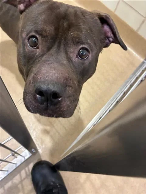 A young medium-sized male Pit Bull Terrier dog named Vander for adoption in Derwood, MD