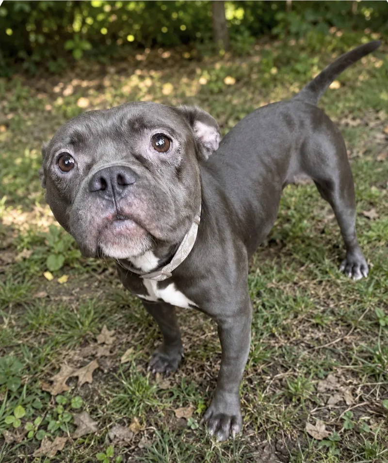 A young small-sized female Bulldog dog named Kermit for adoption in Glendale, OH