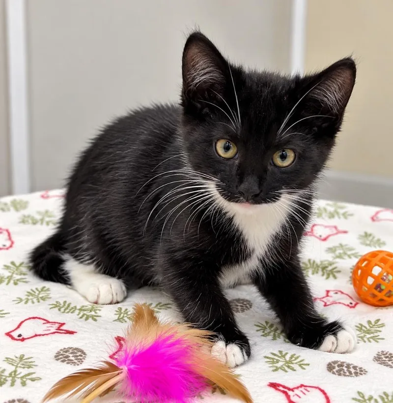 A baby small-sized female Domestic Short Hair cat named Miranda for adoption in Ewing, NJ