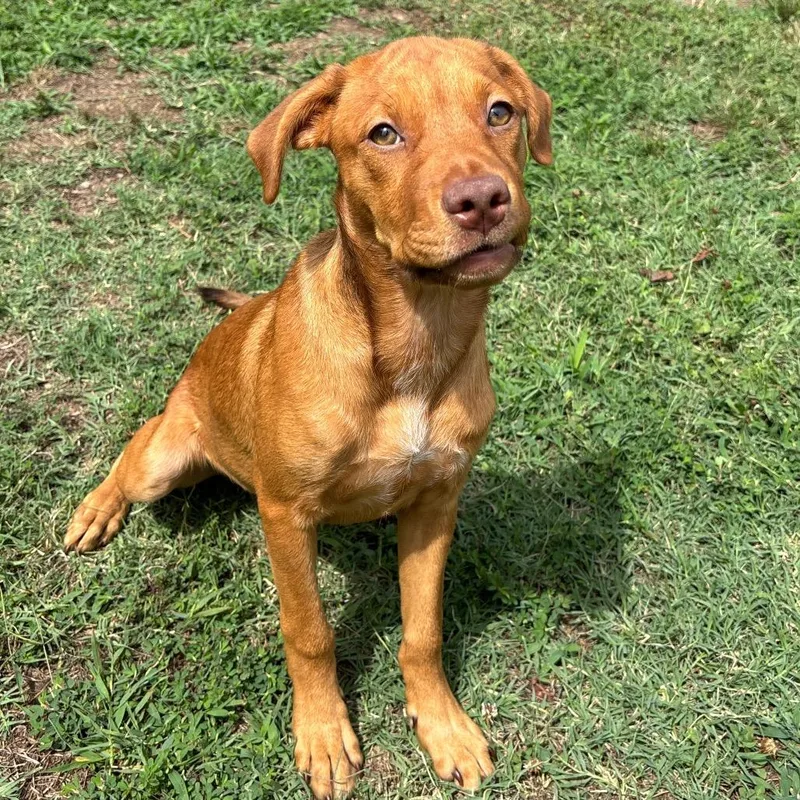 A baby medium-sized female Red / Chestnut / Orange Chihuahua dog named Twilight for adoption in Roxboro, NC