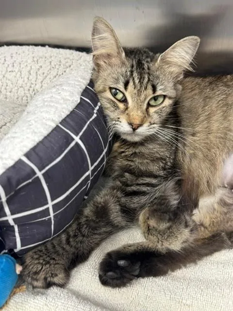An adult small-sized female Domestic Medium Hair cat named Samantha for adoption in Naples, FL
