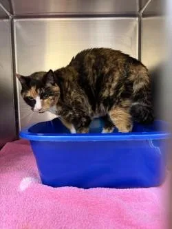 A senior large-sized female Domestic Short Hair cat named Gigi for adoption in Longmont, CO