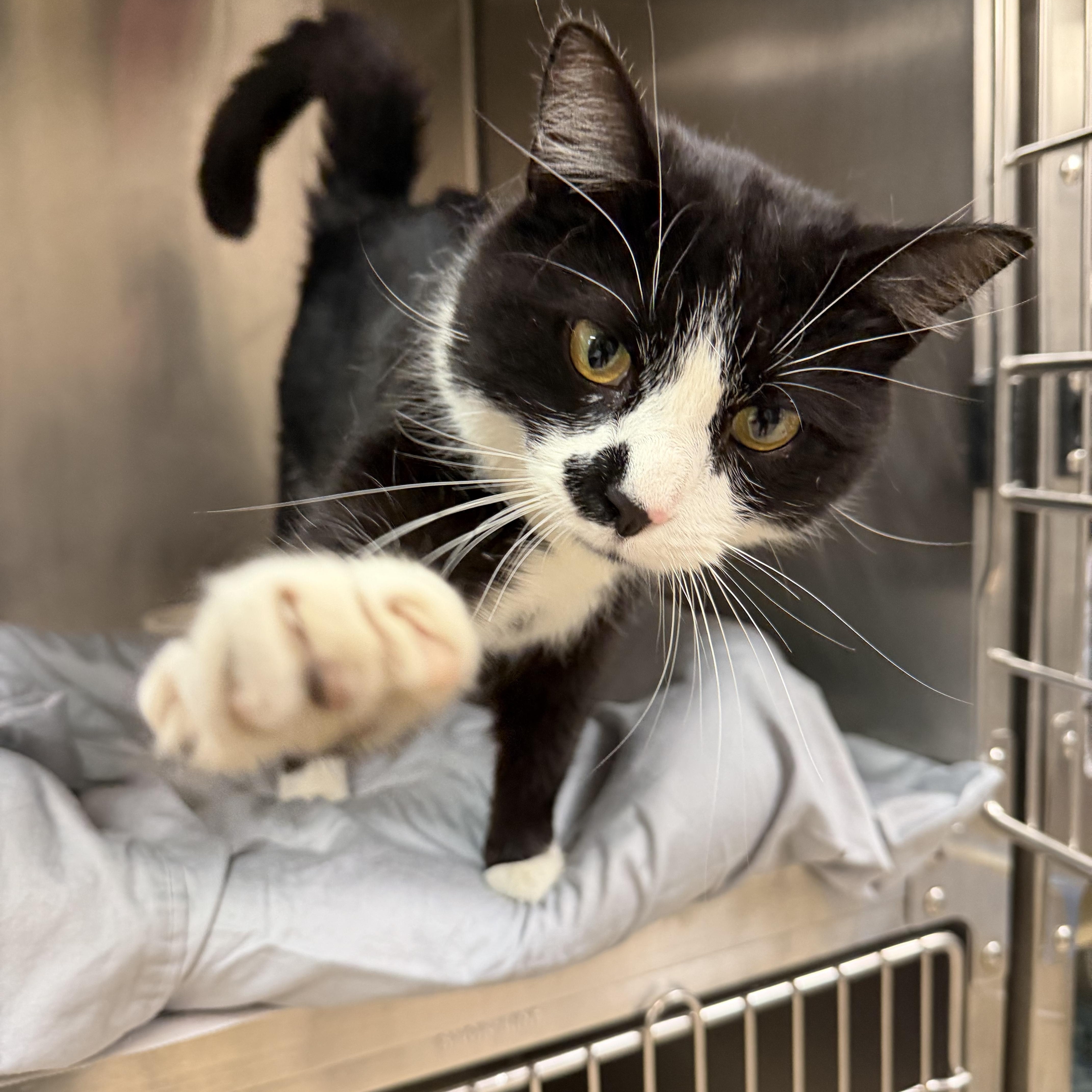 A young medium-sized male Black & White / Tuxedo Domestic Short Hair cat named Buddy for adoption in Latrobe, PA