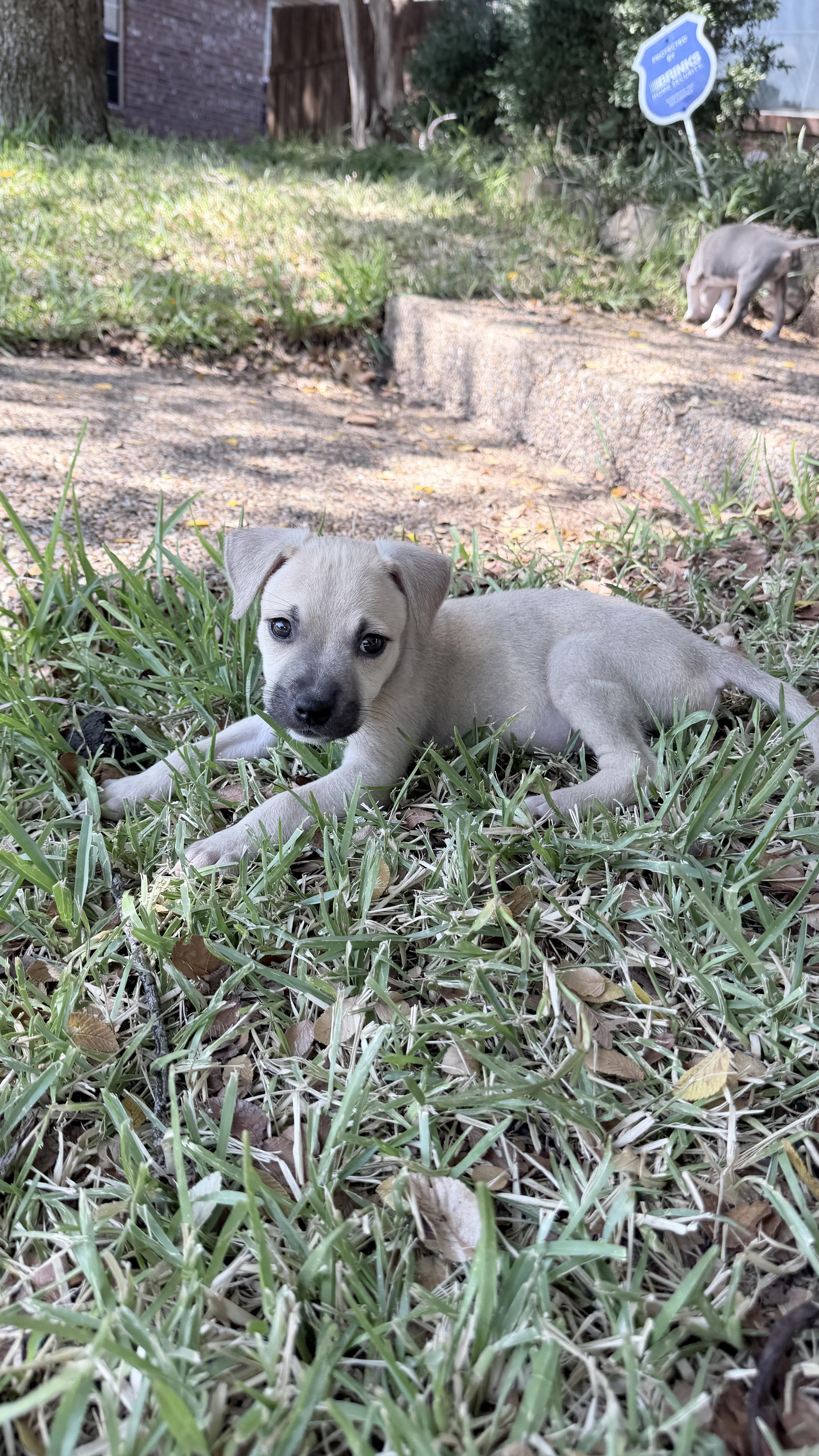 A baby medium-sized male Black Mouth Cur dog named Shiloh for adoption in Plano, TX