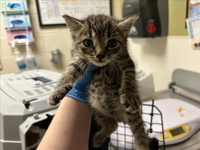 A baby small-sized male Domestic Short Hair cat named Charles for adoption in Chapel Hill, NC