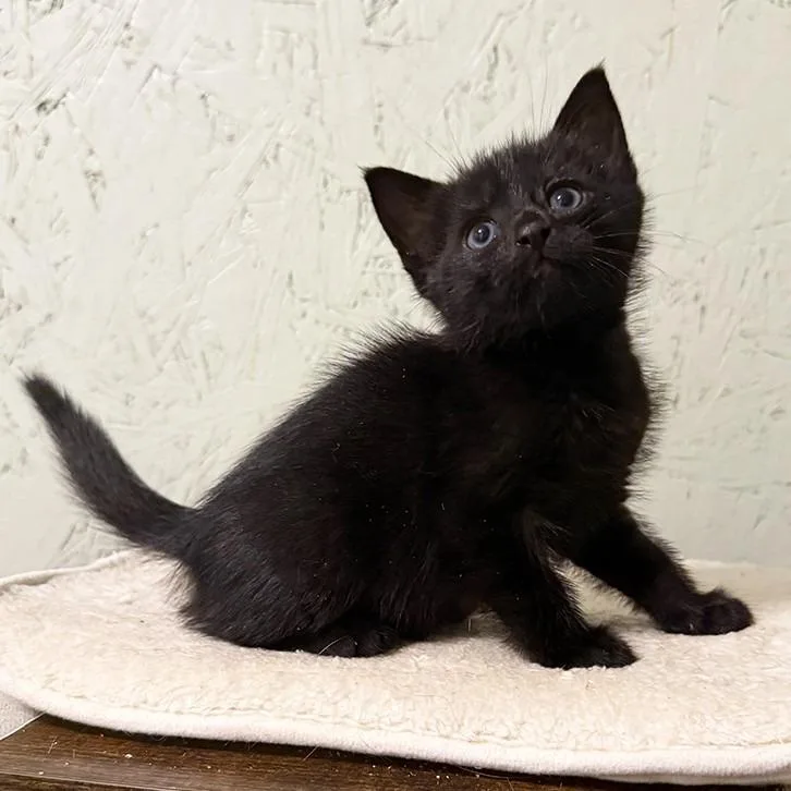 A baby small-sized male Domestic Short Hair cat named Missoula for adoption in Cumming, GA