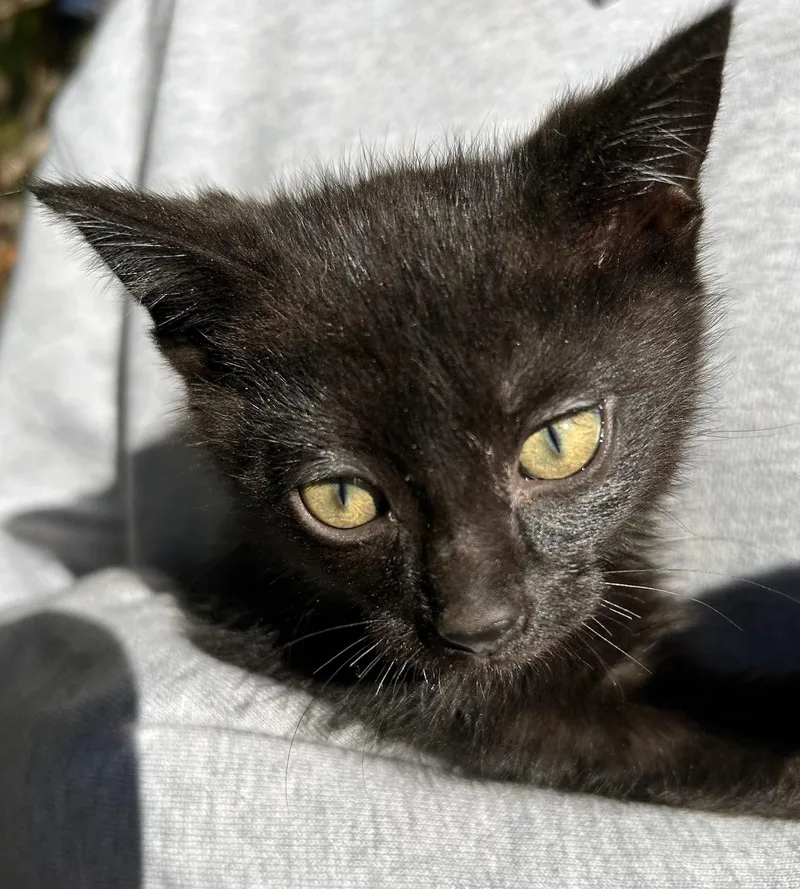 A baby medium-sized female Black American Shorthair cat named Missy for adoption in Traverse City, MI