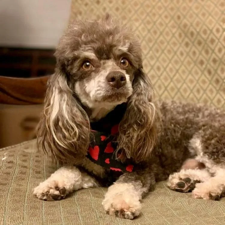An adult small-sized male Gray / Blue / Silver Miniature Poodle dog named Captain Amadeus for adoption in New Orleans, LA