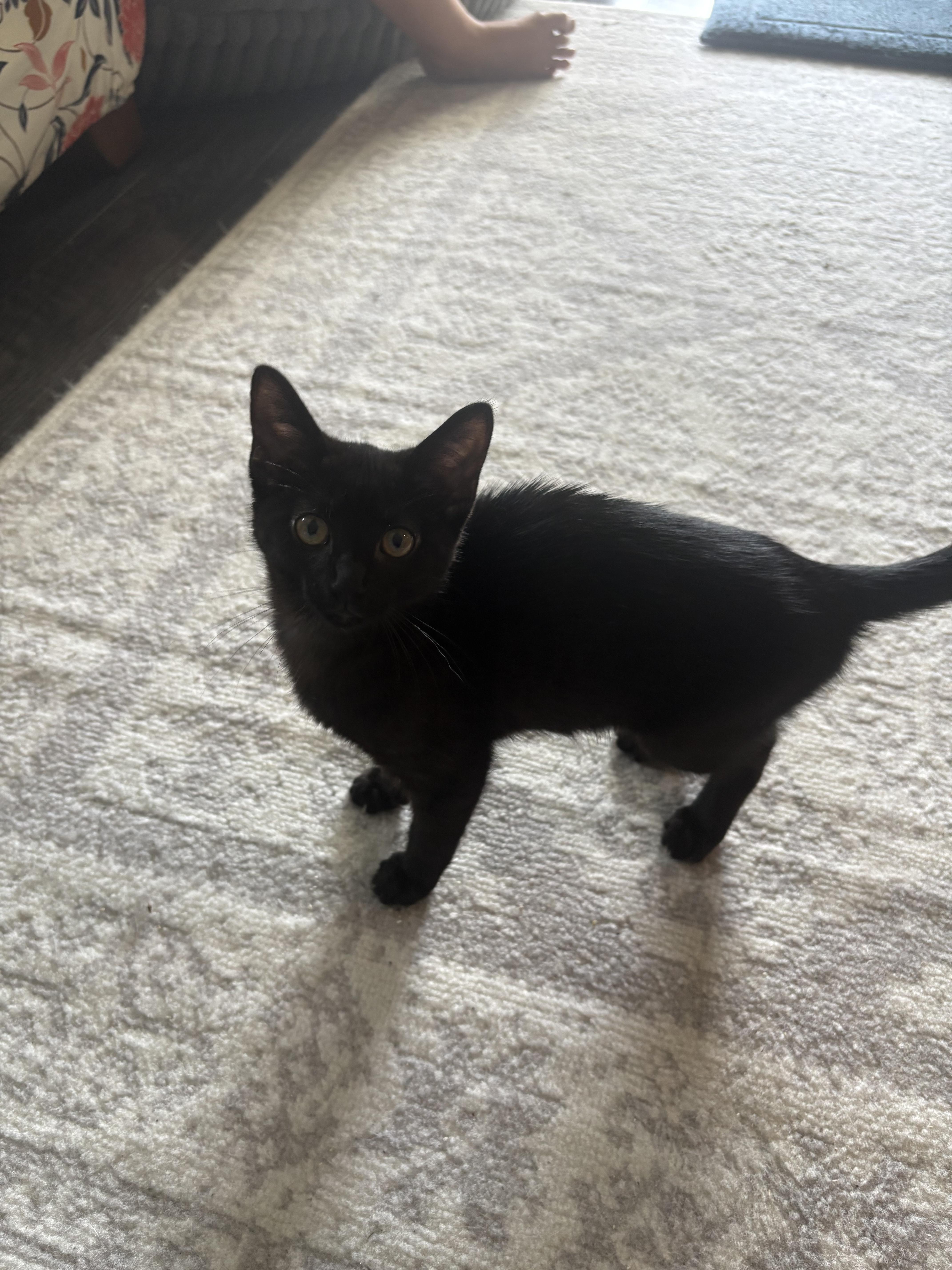 A baby small-sized female Black Domestic Short Hair cat named Pakora for adoption in Warminster, PA