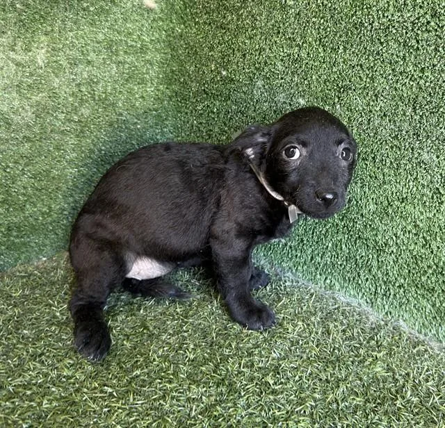 A baby small-sized female Dachshund dog named Happy for adoption in Lancaster, CA