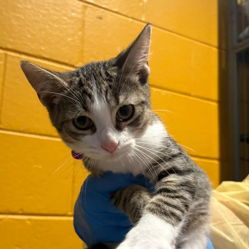 A baby small-sized male Buff / Tan / Fawn Domestic Short Hair cat named Faline for adoption in Chesapeake, VA