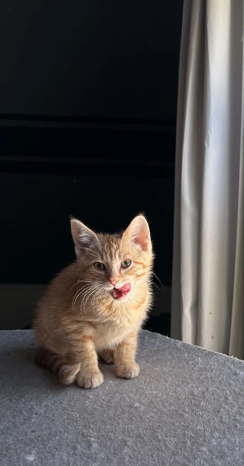 A baby small-sized female Tabby (Orange / Red) Domestic Short Hair cat named Sadako for adoption in Milwaukee, WI