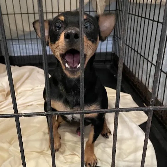 A young small-sized male Black Chihuahua dog named Knight for adoption in Port Charlotte, FL