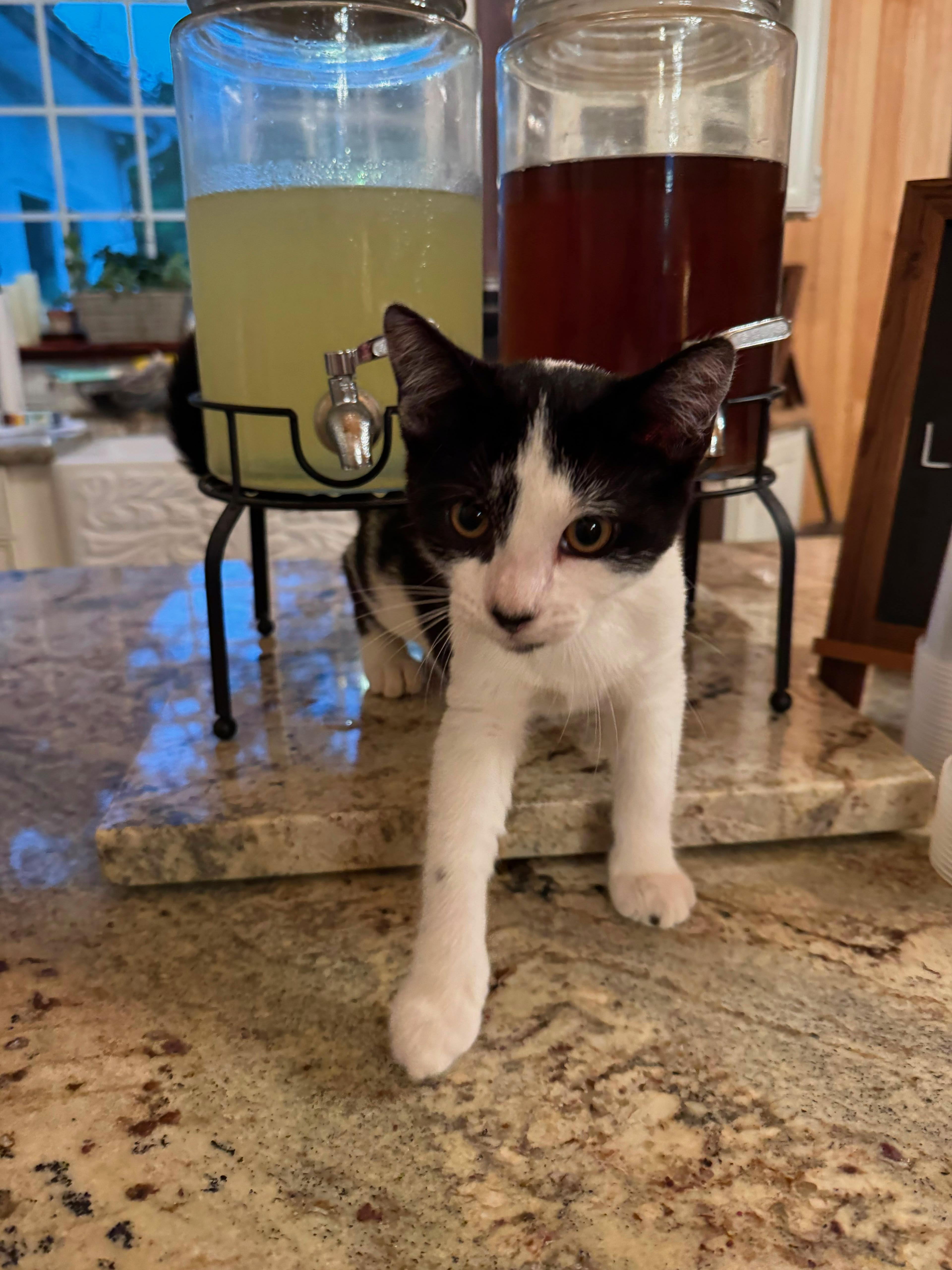 A baby small-sized male Domestic Short Hair cat named Pickles for adoption in Dresher, PA