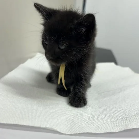 A baby small-sized male Black Domestic Short Hair cat named Django for adoption in Chattanooga, TN