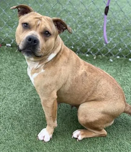 A young medium-sized female Mixed Breed dog named Hollister for adoption in Columbia, SC