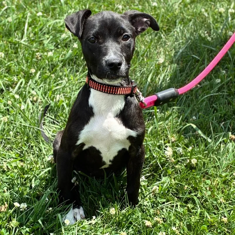 A baby medium-sized female Black Retriever dog named Tulip for adoption in South Elgin, IL