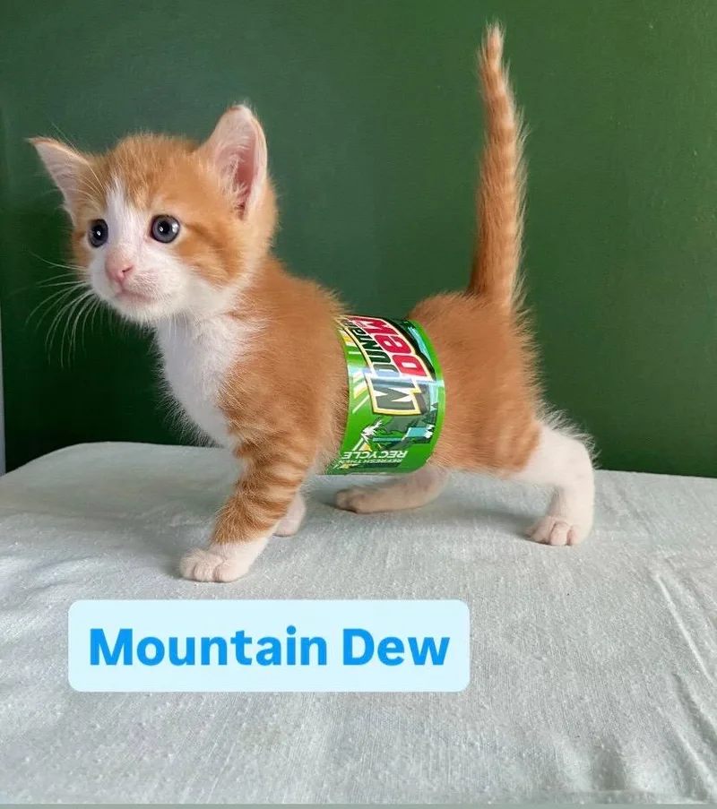 A baby small-sized male Domestic Short Hair cat named Mountain Dew for adoption in Leonardtown, MD