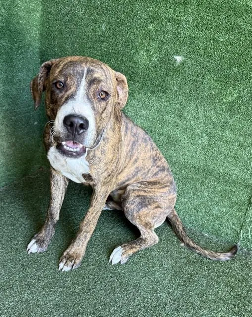 A young medium-sized male Pit Bull Terrier dog named Marcus for adoption in Lancaster, CA