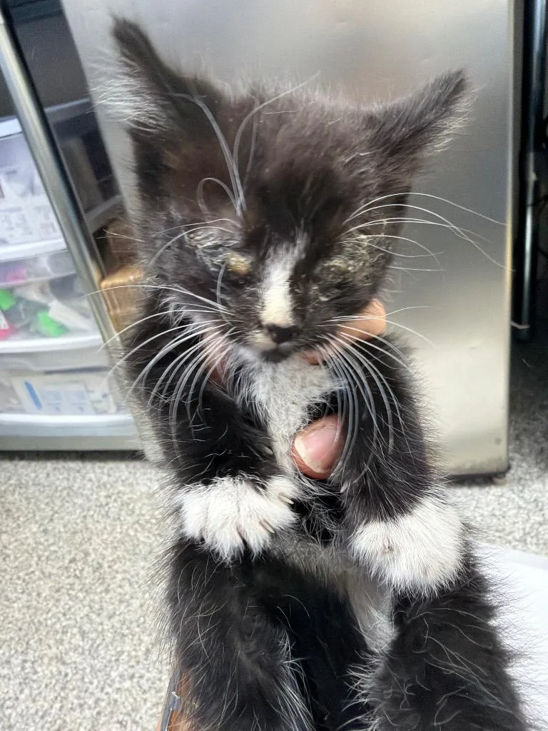 A baby medium-sized male Domestic Short Hair cat named Rocko for adoption in Pomona, NY