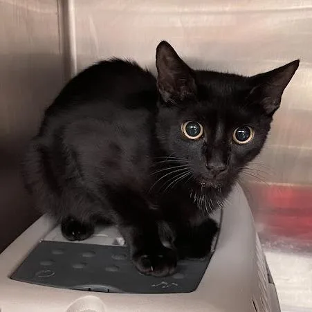 A young medium-sized male Black Domestic Short Hair cat named Dante for adoption in Port Charlotte, FL