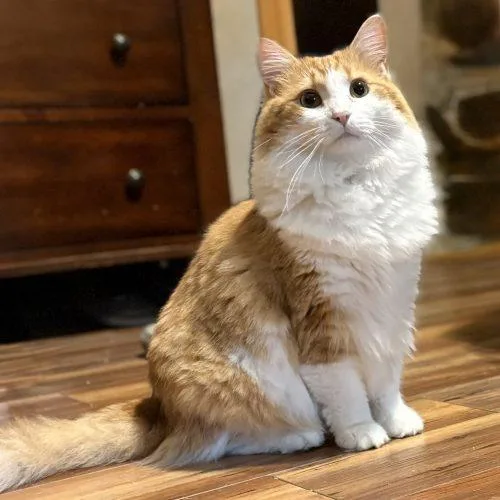 A young medium-sized male Domestic Long Hair cat named Connor for adoption in Knoxville, TN