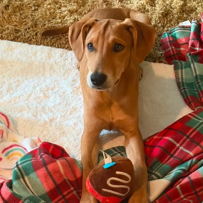 A baby small-sized female Yellow / Tan / Blond / Fawn Hound dog named Cabaret for adoption in Shawnee, KS