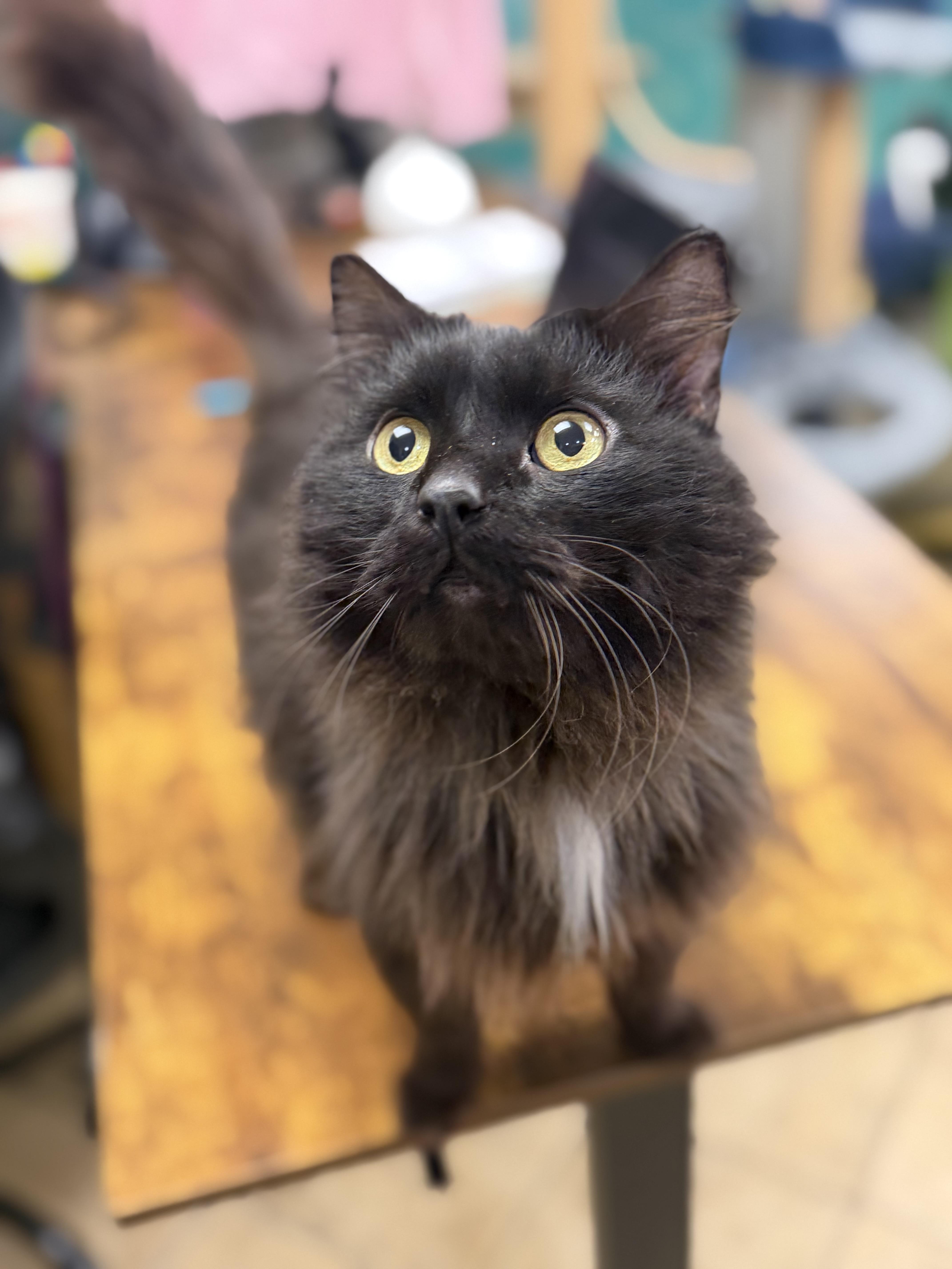 An adult large-sized male Black & White / Tuxedo Domestic Long Hair cat named Salem for adoption in Hudson, NY