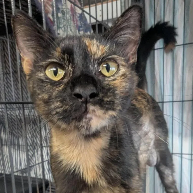 An adult small-sized female Black Domestic Short Hair cat named Mama Morgan for adoption in Titusville, FL